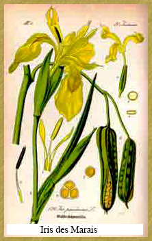 Iris